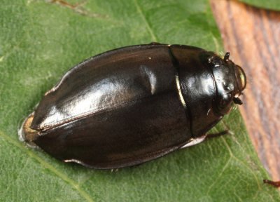 Dineutus horni