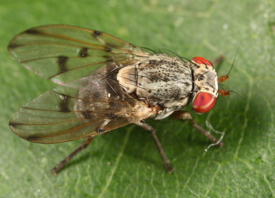 Flies - Odiniidae