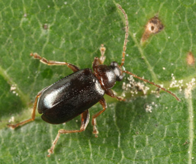 Luperaltica nigripalpis