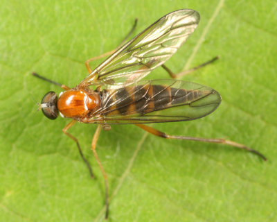 Dialysis elongata (female)