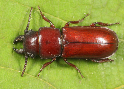 Pole Borer - Neandra brunnea (Parandrinae)