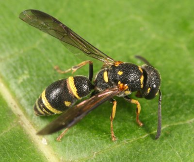 Parancistrocerus pedestris