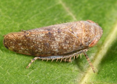 Paraphlepsius dentatus