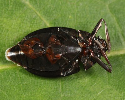 Dineutus emarginatus