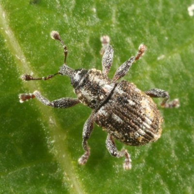 Duckweed Weevil - Tanysphyrus lemnae