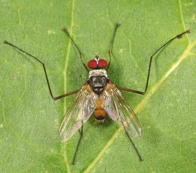 Cholomyia inaequipes