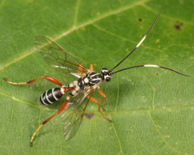 Ambloplisus ornatus (male)