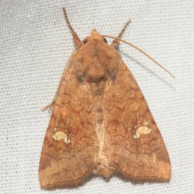 9457 - American Ear Moth - Amphipoea americana