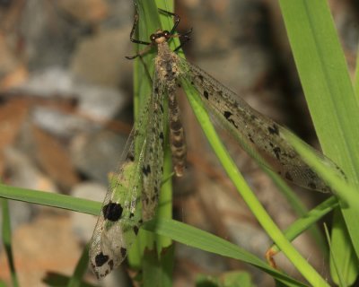 Spotted-winged Antlion - Dendroleon obsoletus