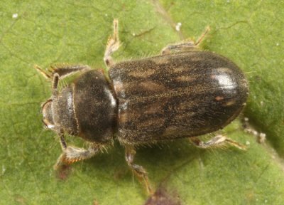 Heterocerus fenestratus