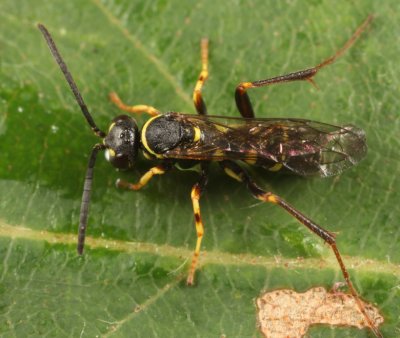 Ceropales maculata