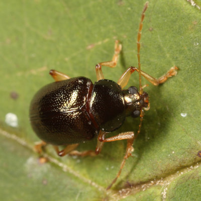 Rhabdopterus praetexus or deceptor