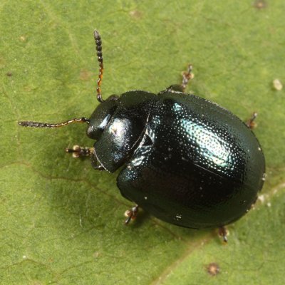 Imported Willow Leaf Beetle - Plagiodera versicolora