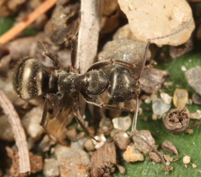 Formica glacialis