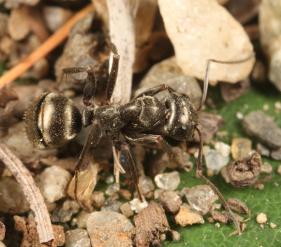 Formica glacialis