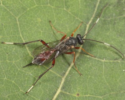 Trychosis sulcata (female)