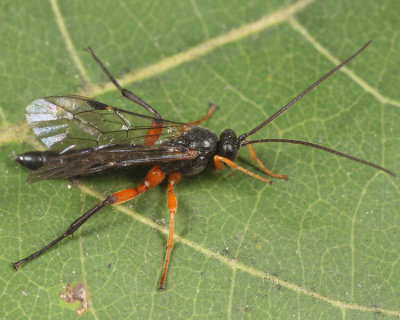 Pimpla pedalis (male)