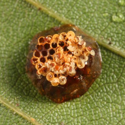 Zelus luridus (egg mass)