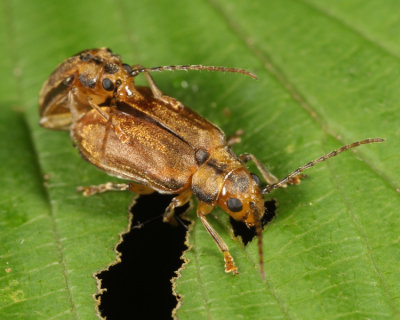 Viburnum Leaf Beetle - Pyrrhalta viburni