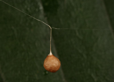 Theridiosoma gemmosum (egg sack)