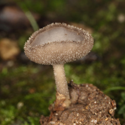 Helvella macropus