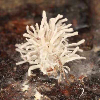 Fungus-ridden Spider - Gibelulla leiopus (also known as Torrubiella leiopus)