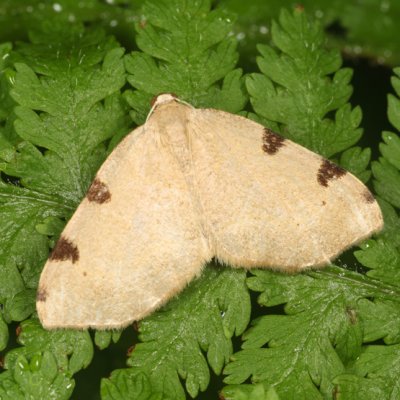 7647 - Three-spotted Fillip - Heterophleps triguttaria