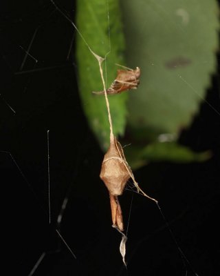 Neospintharus trigonum (egg sack)