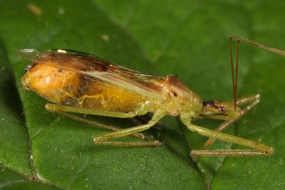 Zelus luridus (parasitized)