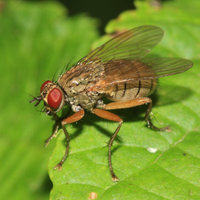 Tiger Fly - Coenosia sp.