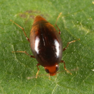 Scaphidiinae