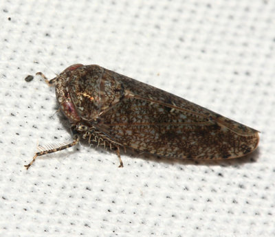 Paraphlepsius tennessus