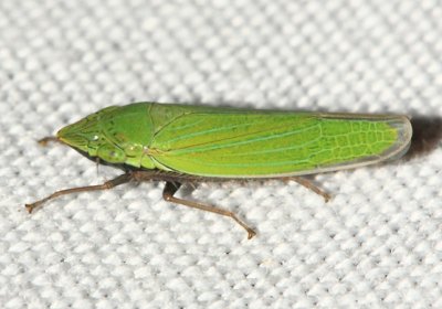 Draeculacephala robinsoni