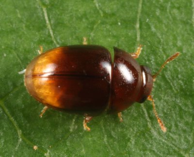 Stilbus apicalis