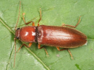 Hemicrepidius melanophthalmus