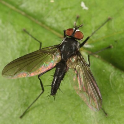 Phyllophilopsis sp.