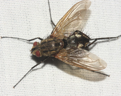 Ptilodexia sp.