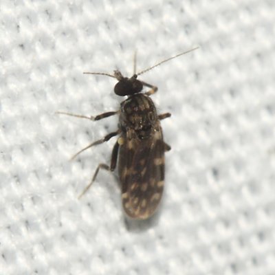 Culicoides guttipennis group