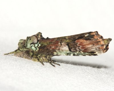 8007 - Unicorn Caterpillar Moth - Schizura unicornis