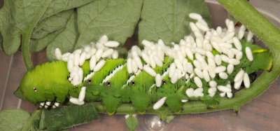 7775 - Tobacco Hornworm (parasitized by Cotesia congregata) - Manduca sexta