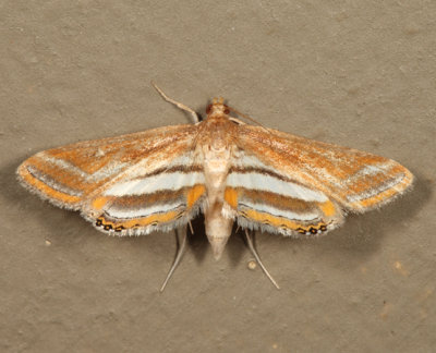 4763 - Floating-heart Waterlily Moth - Parapoynx seminealis