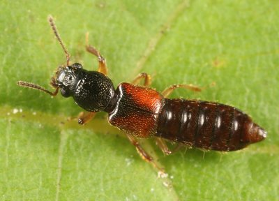 Bledius sp.