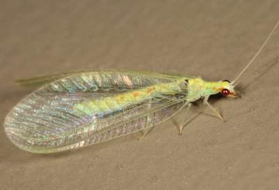 Chrysopa quadripunctata