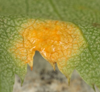 Gymnosporangium globosum - Cedar Hawthorn Rust