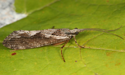 Agrypnia vestita