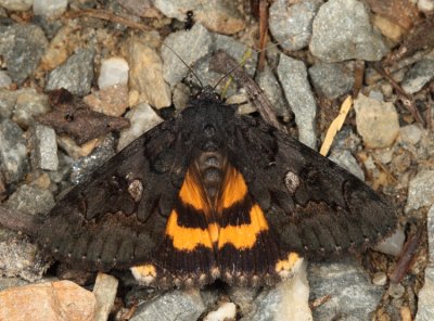 8775 -  Sweetfern Underwing - Catocala antinympha
