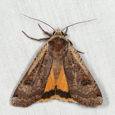 11003.1 - Large Yellow Underwing - Noctua pronuba