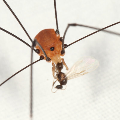 Leiobunum aldrichi (feeding on a winged ant)