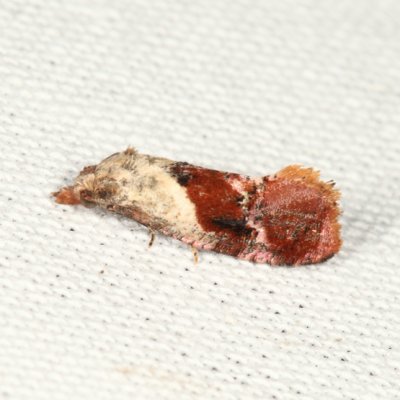  3847  Hollands Cochylid Moth  Thyraylia hollandana
