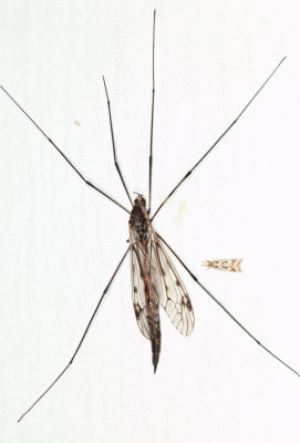 Giant Crane Fly - Tipula abdominalis